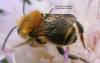 Osmia leaiana